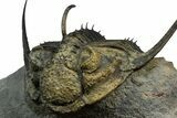 Spiny Psychopyge Trilobite - Issoumour, Morocco #350539-3